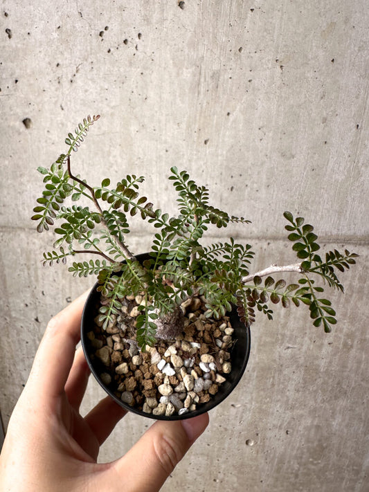 【現品限り】オペルクリカリア・パキプス 根挿し【AG1】 Operculicarya pachypus