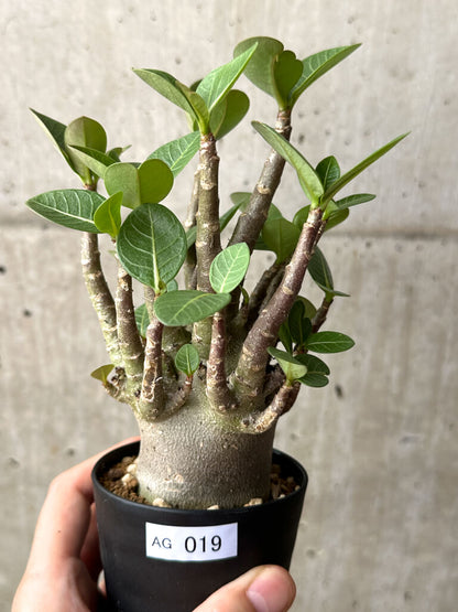 【現品限り】アデニウム・アラビカム ブラックスキン【AG20】 Adenium arabicum ‘Black skin’