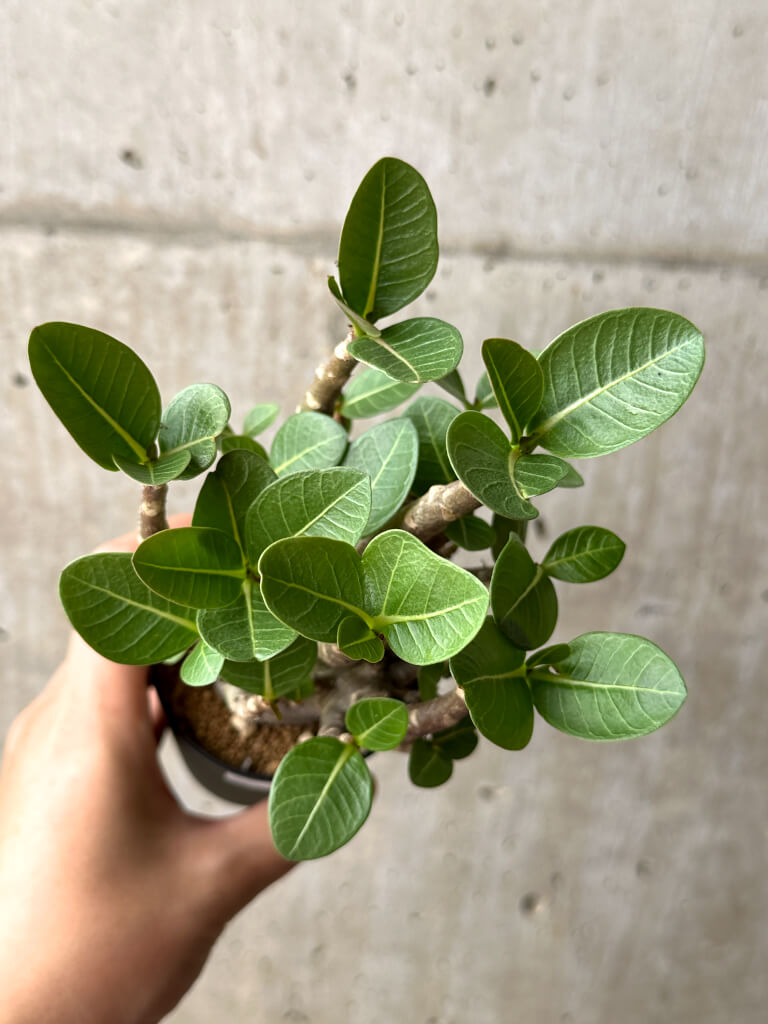 【現品限り】アデニウム・アラビカム ブラックスキン【AG20】 Adenium arabicum ‘Black skin’
