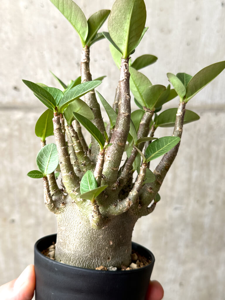 【現品限り】アデニウム・アラビカム ブラックスキン【AG20】 Adenium arabicum ‘Black skin’