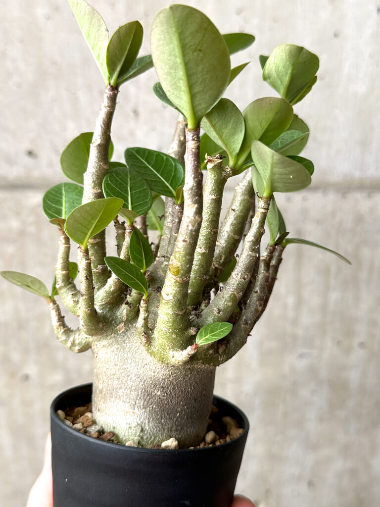 【現品限り】アデニウム・アラビカム ブラックスキン【AG20】 Adenium arabicum ‘Black skin’