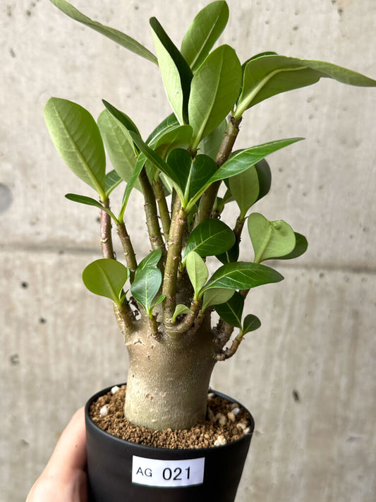 【現品限り】アデニウム・アラビカム ブラックスキン【AG21】 Adenium arabicum ‘Black skin’