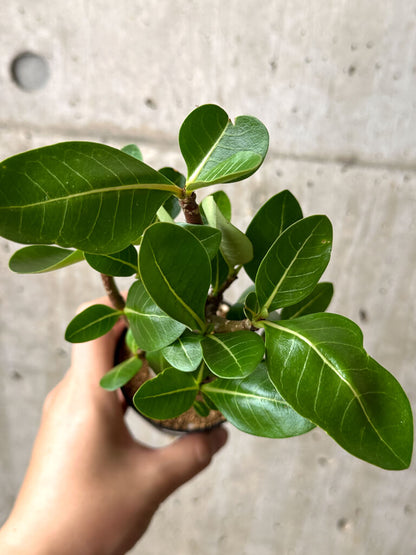 【現品限り】アデニウム・アラビカム ブラックスキン【AG21】 Adenium arabicum ‘Black skin’