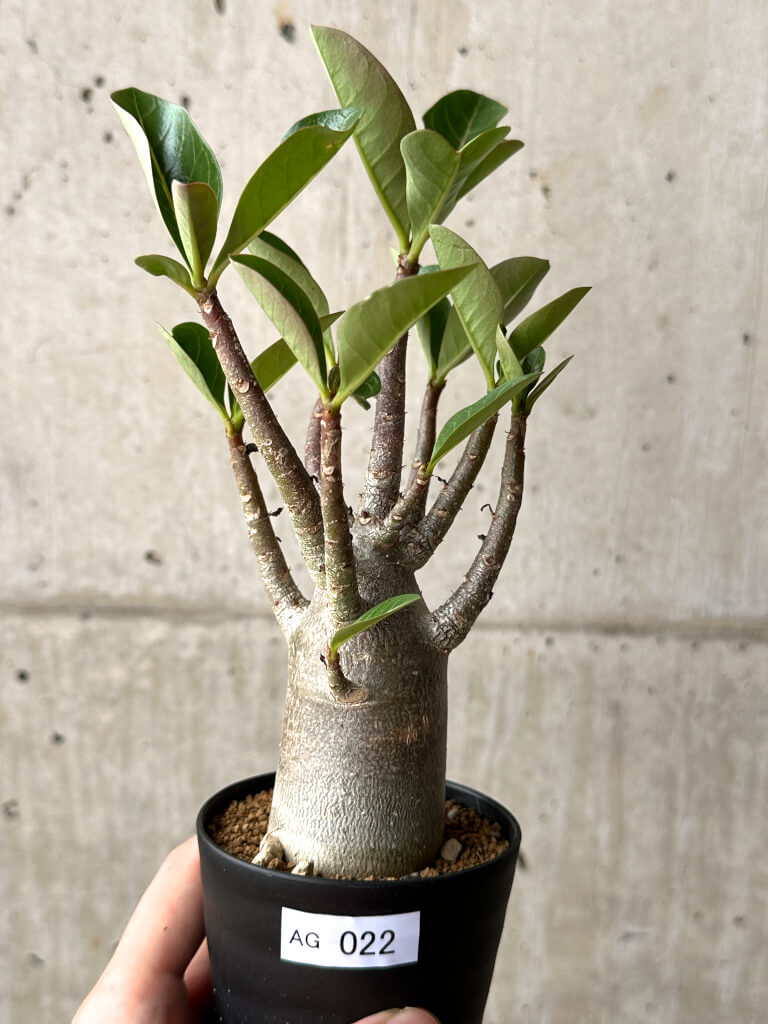 【現品限り】アデニウム・アラビカム ブラックスキン【AG22】 Adenium arabicum ‘Black skin’