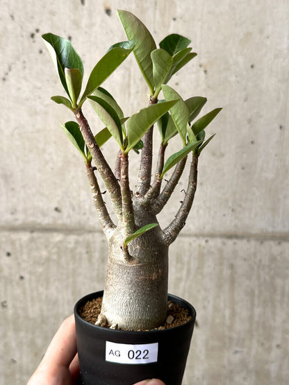 【現品限り】アデニウム・アラビカム ブラックスキン【AG22】 Adenium arabicum ‘Black skin’