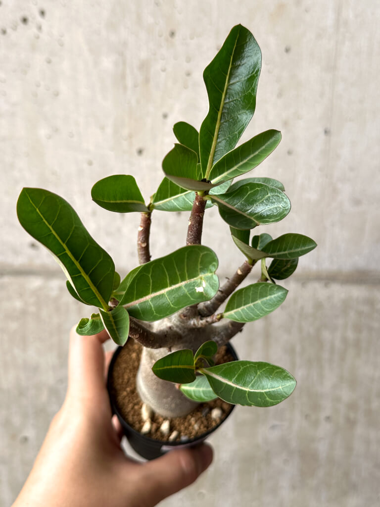 【現品限り】アデニウム・アラビカム ブラックスキン【AG22】 Adenium arabicum ‘Black skin’