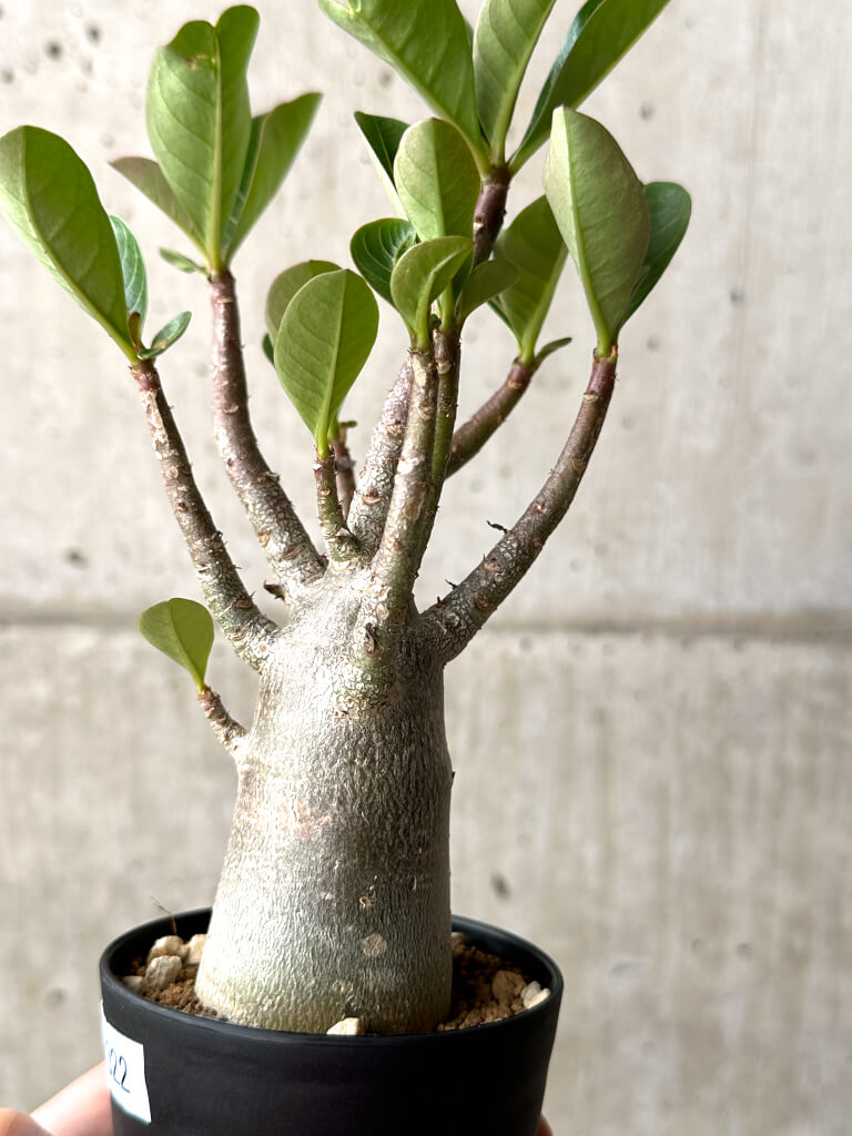 【現品限り】アデニウム・アラビカム ブラックスキン【AG22】 Adenium arabicum ‘Black skin’