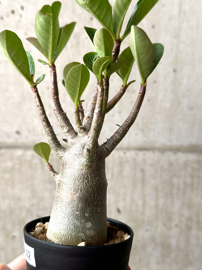 【現品限り】アデニウム・アラビカム ブラックスキン【AG22】 Adenium arabicum ‘Black skin’
