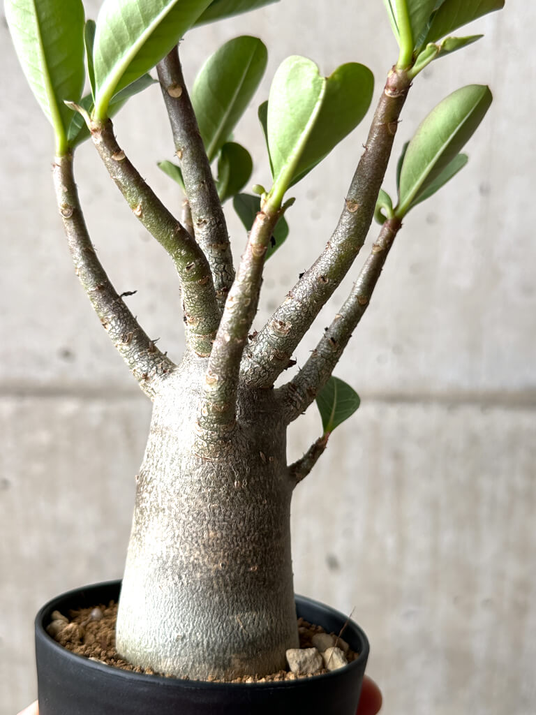 【現品限り】アデニウム・アラビカム ブラックスキン【AG22】 Adenium arabicum ‘Black skin’