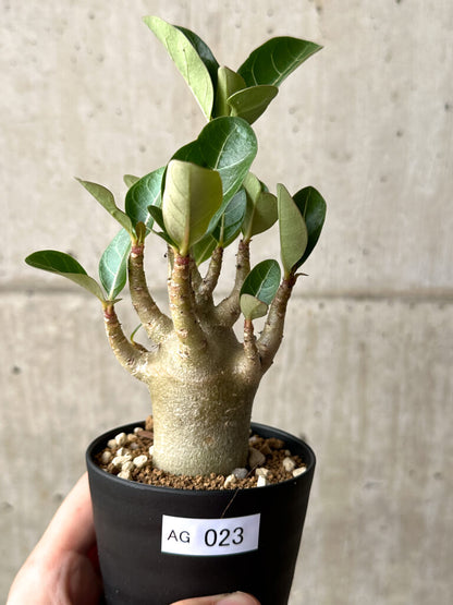 【現品限り】アデニウム・アラビカム ブラックスキン【AG23】 Adenium arabicum ‘Black skin’