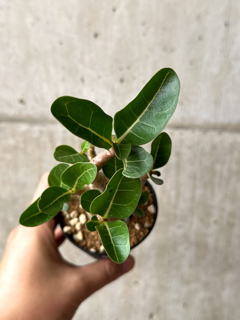 【現品限り】アデニウム・アラビカム ブラックスキン【AG23】 Adenium arabicum ‘Black skin’