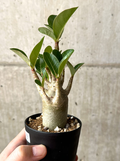 【現品限り】アデニウム・アラビカム ブラックスキン【AG23】 Adenium arabicum ‘Black skin’
