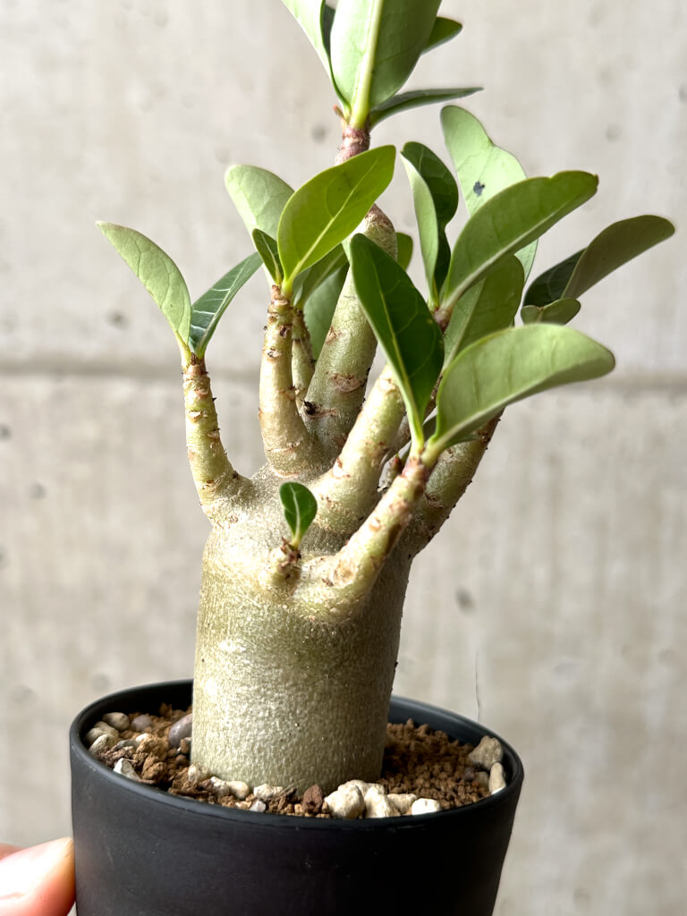 【現品限り】アデニウム・アラビカム ブラックスキン【AG23】 Adenium arabicum ‘Black skin’