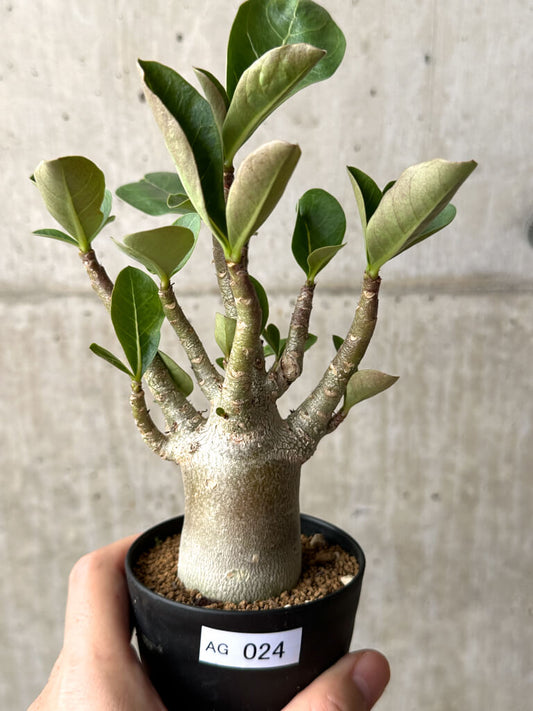 【現品限り】アデニウム・アラビカム ブラックスキン【AG24】 Adenium arabicum ‘Black skin’