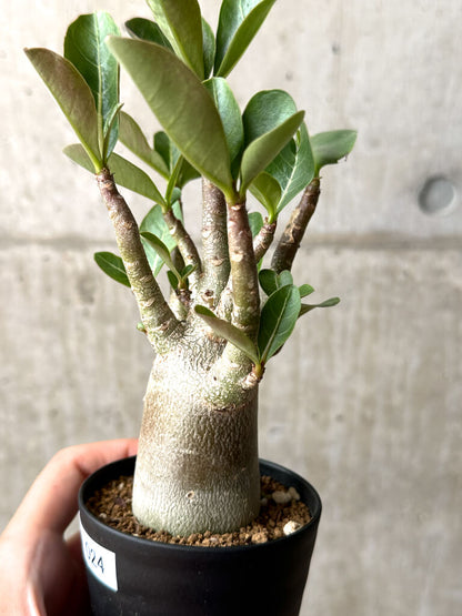 【現品限り】アデニウム・アラビカム ブラックスキン【AG24】 Adenium arabicum ‘Black skin’