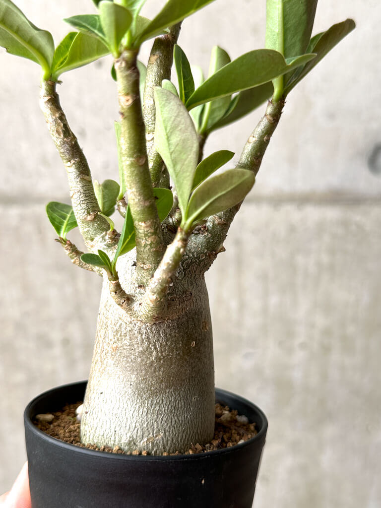 【現品限り】アデニウム・アラビカム ブラックスキン【AG24】 Adenium arabicum ‘Black skin’