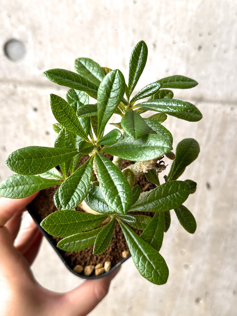 現品限り】ドルステニア・ギガス 実生【AG25】 Dorstenia gigas 塊根