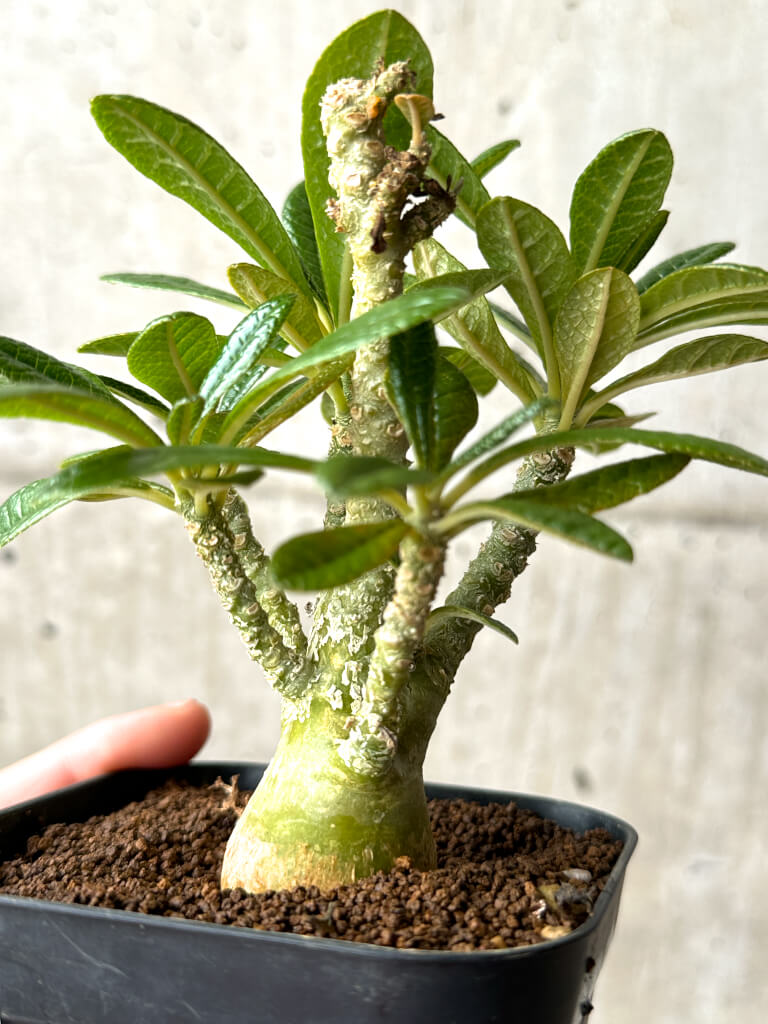 現品限り】ドルステニア・ギガス 実生【AG25】 Dorstenia gigas 塊根