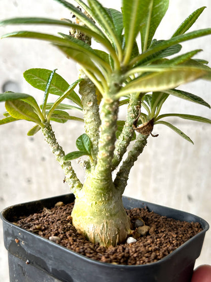 【現品限り】ドルステニア・ギガス 実生【AG25】 Dorstenia gigas