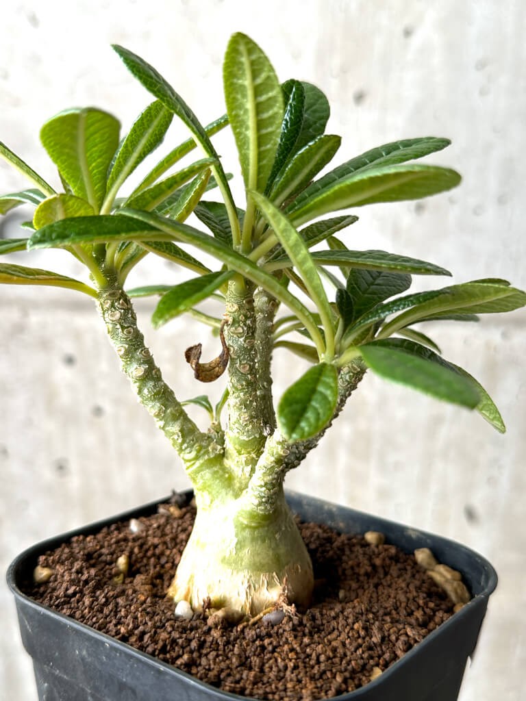 【現品限り】ドルステニア・ギガス 実生【AG25】 Dorstenia gigas