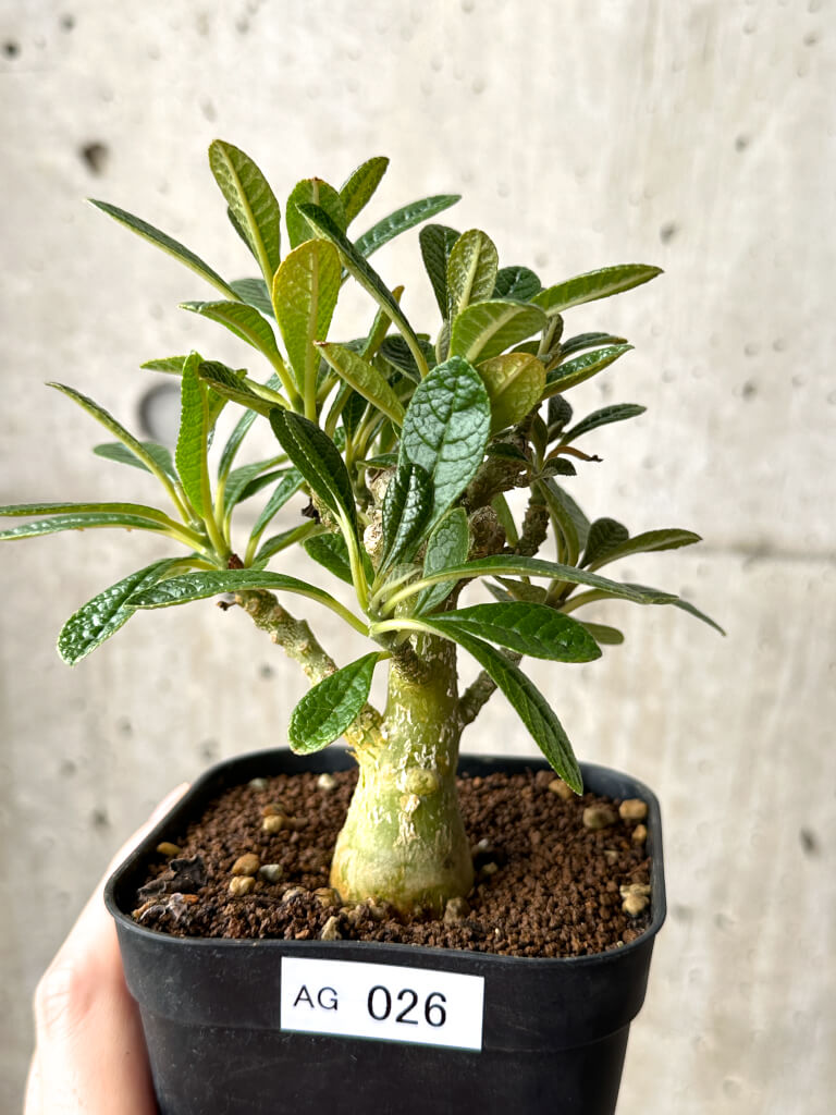 【現品限り】ドルステニア・ギガス 実生【AG26】 Dorstenia gigas
