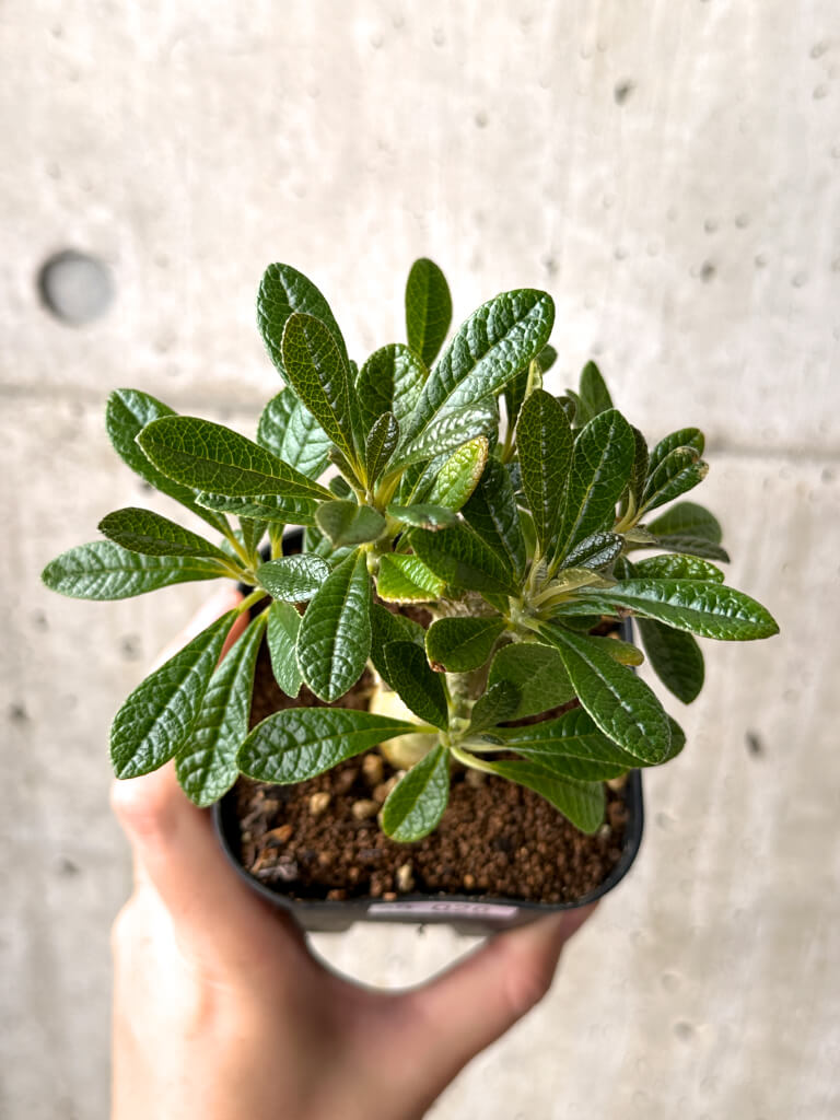 Dorstenia gigas Z11 実生 まん丸 Dorstenia gigas f. bullata