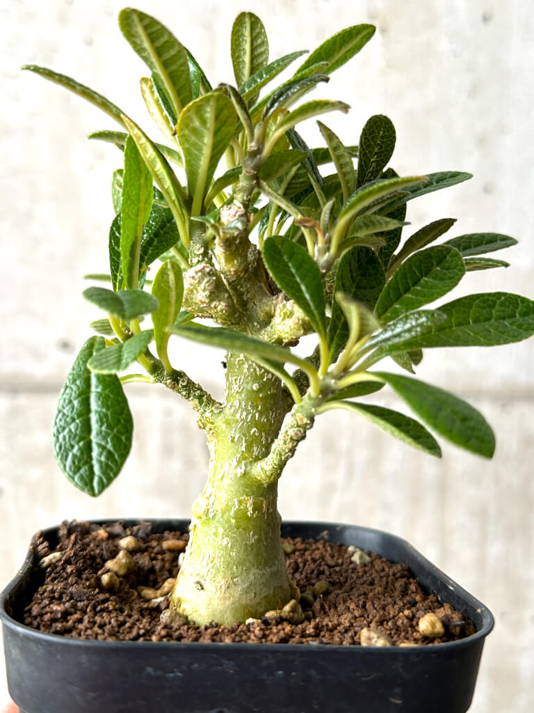 【現品限り】ドルステニア・ギガス 実生【AG26】 Dorstenia gigas