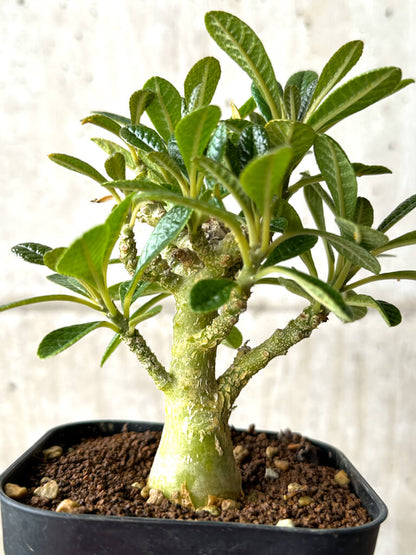 【現品限り】ドルステニア・ギガス 実生【AG26】 Dorstenia gigas