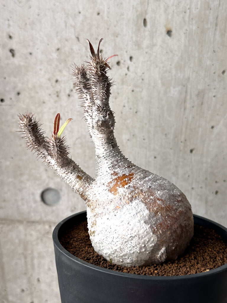 【現品限り】パキポディウム・グラキリス 現地株 発根済み 長期管理【AG27】 Pachypodium gracilius