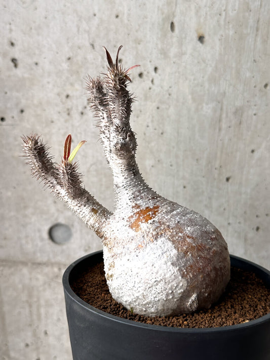 【現品限り】パキポディウム・グラキリス 現地株 発根済み 長期管理【AG27】 Pachypodium gracilius