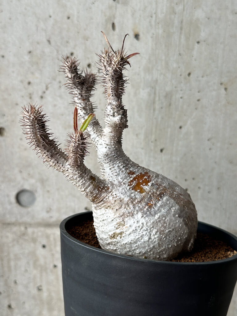 【現品限り】パキポディウム・グラキリス 現地株 発根済み 長期管理【AG27】 Pachypodium gracilius