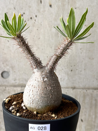 【現品限り】パキポディウム・グラキリス 現地株 発根済み 長期管理【AG28】 Pachypodium gracilius