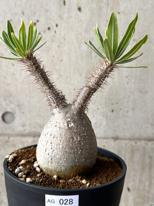 【現品限り】パキポディウム・グラキリス 現地株 発根済み 長期管理【AG28】 Pachypodium gracilius