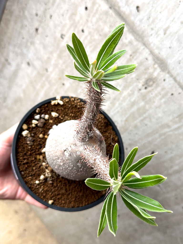 【現品限り】パキポディウム・グラキリス 現地株 発根済み 長期管理【AG28】 Pachypodium gracilius