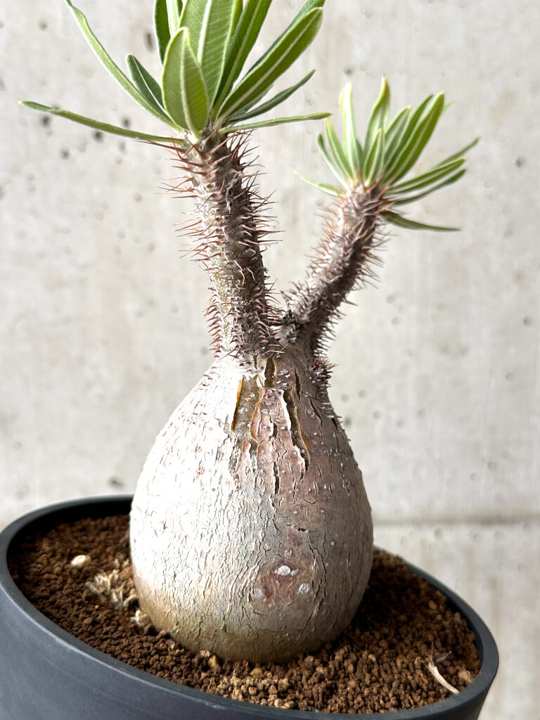 【現品限り】パキポディウム・グラキリス 現地株 発根済み 長期管理【AG28】 Pachypodium gracilius