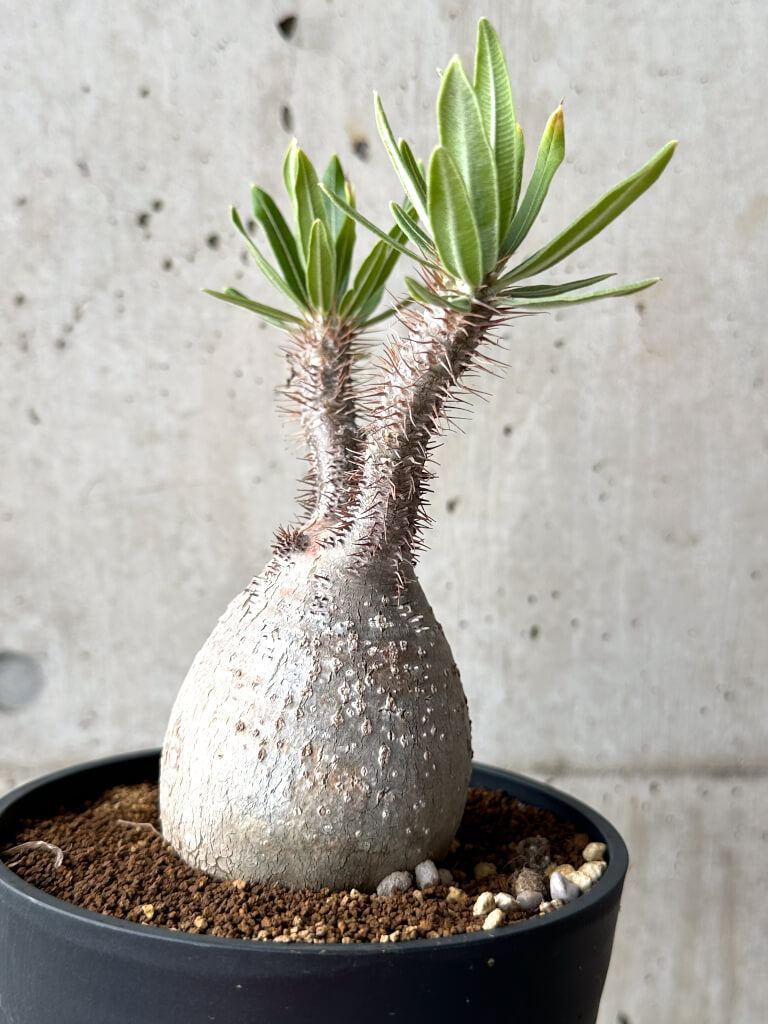 【現品限り】パキポディウム・グラキリス 現地株 発根済み 長期管理【AG28】 Pachypodium gracilius