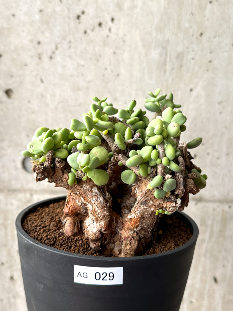 【現品限り】ケラリア・ピグマエア 現地株 大株 コレクション【AG29】 Ceraria pygmaea