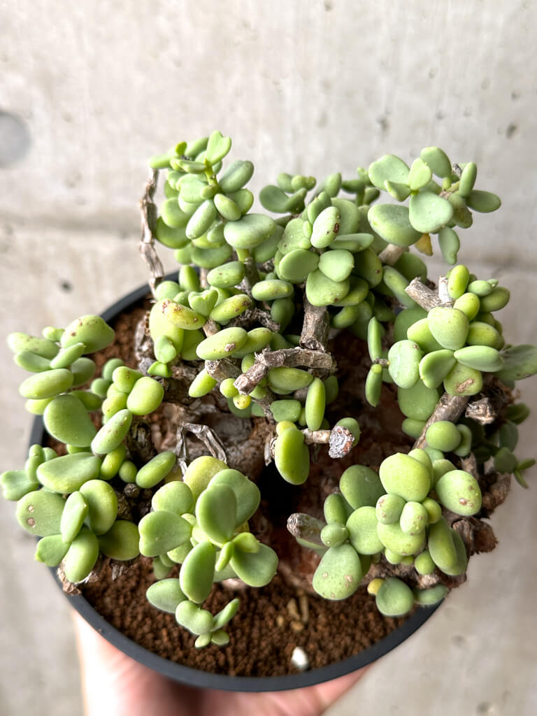 【現品限り】ケラリア・ピグマエア 現地株 大株 コレクション【AG29】 Ceraria pygmaea