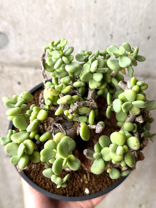 【現品限り】ケラリア・ピグマエア 現地株 大株 コレクション【AG29】 Ceraria pygmaea