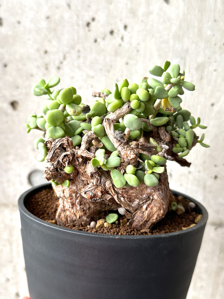 【現品限り】ケラリア・ピグマエア 現地株 大株 コレクション【AG29】 Ceraria pygmaea