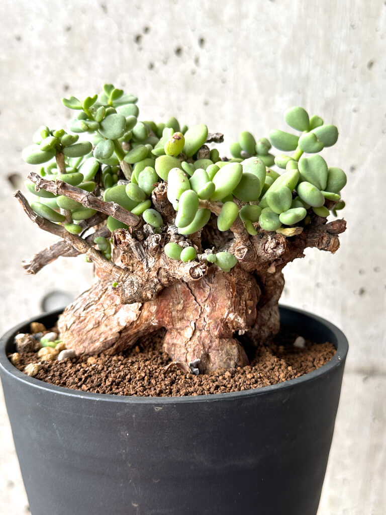 【現品限り】ケラリア・ピグマエア 現地株 大株 コレクション【AG29】 Ceraria pygmaea