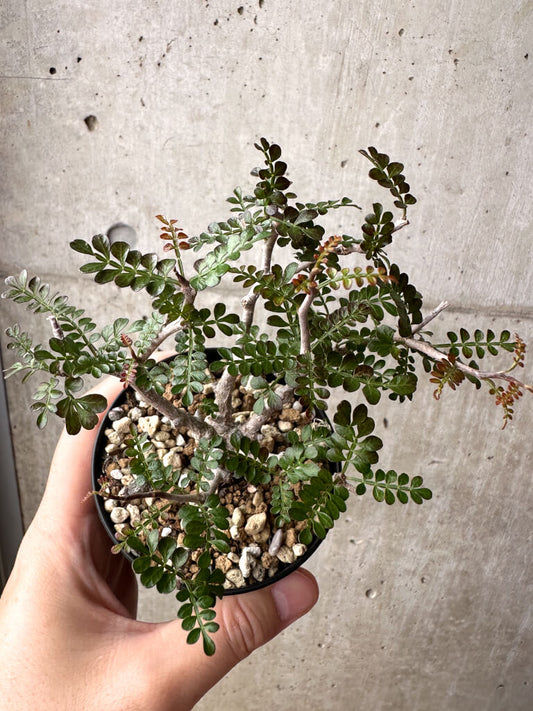 【現品限り】オペルクリカリア・パキプス 根挿し【AG2】 Operculicarya pachypus