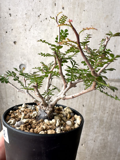 【現品限り】オペルクリカリア・パキプス 根挿し【AG2】 Operculicarya pachypus