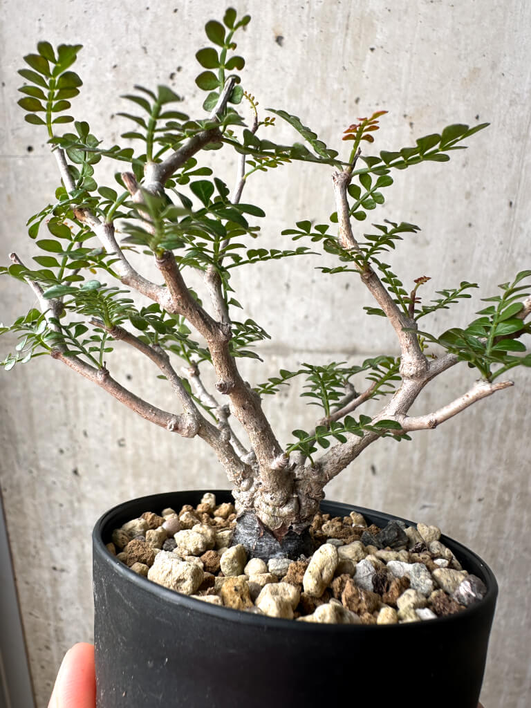 【現品限り】オペルクリカリア・パキプス 根挿し【AG2】 Operculicarya pachypus