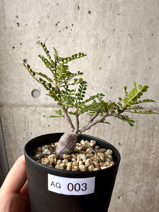 【現品限り】オペルクリカリア・パキプス 根挿し【AG3】 Operculicarya pachypus