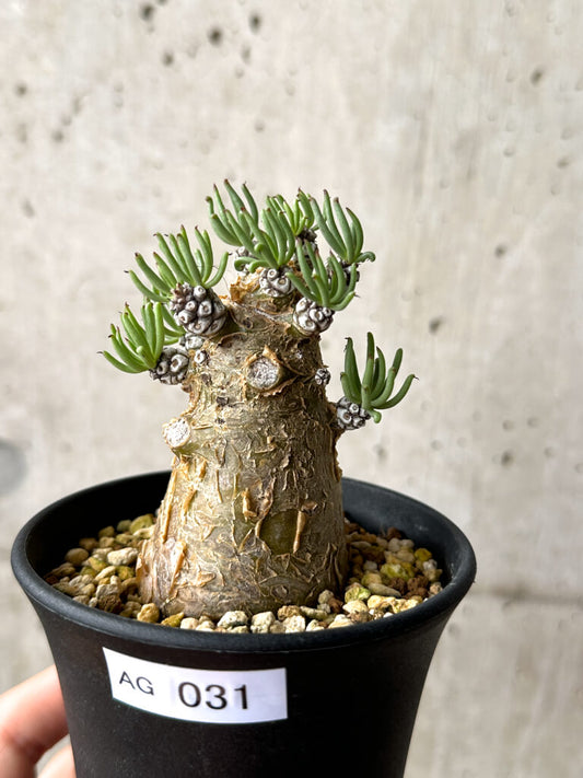 【現品限り】チレコドン・ペアルソニー 実生苗【AG31】 Tylecodon pearsonii