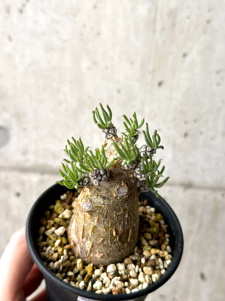 2362 「塊根植物」チレコドン ペアルソニー大 抜き苗【最新到着・美株