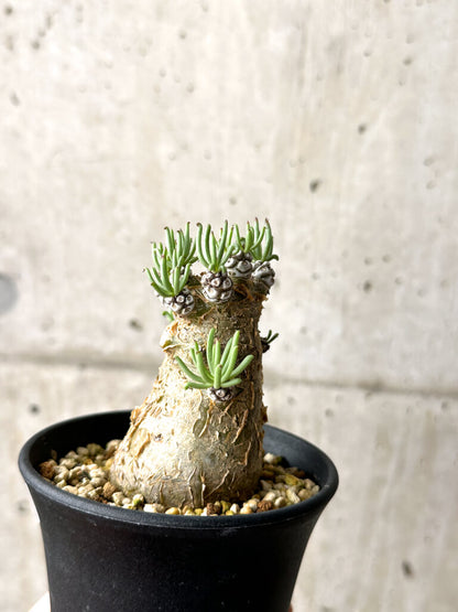 【現品限り】チレコドン・ペアルソニー 実生苗【AG31】 Tylecodon pearsonii