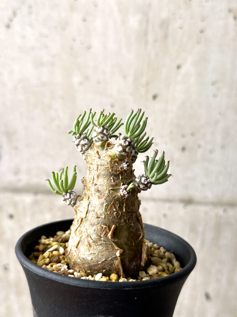 現品限り】チレコドン・ペアルソニー 実生苗【AG31】 Tylecodon
