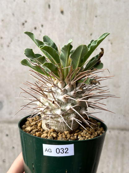 【現品限り】パキポディウム・ナマクアナム 光堂 実生 大株【AG32】 Pachypodium namaquanum